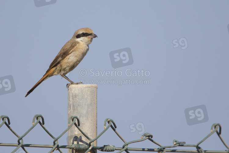 Isabelline Shrike, adult perched on a post